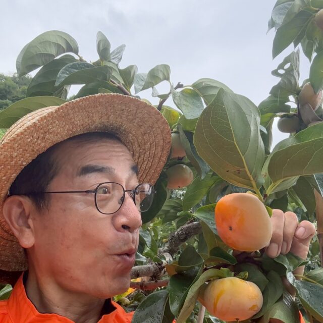 🍊柿がぐんぐん育っています🍊
今年はとても暑く、1週間ほど生育が遅れていますが、今年もとっても美味しそうに柿が色づいています❕
9月中旬ごろから「極早生のたねなし柿」をお届けできそうです。
下旬には本格的に「たねなし柿」も発送スタート予定。
今年はふるさと納税やご予約もたくさん入っており、みなさんにお届けできるのが楽しみです。
現在予約割で少しお安めに購入できますので、気になっている方はぜひこの機会にご予約下さい◎
今年は「柿チップス」にも挑戦したいと思っております😌
収穫が待ち遠しいです。
#柿の里カキエモン #和歌山の柿 #極早生柿 #たねなし柿 #紀の川柿 #旬の果物 #秋の楽しみ #柿チップス #農園の日常 #果物のある暮らし #カキエモン