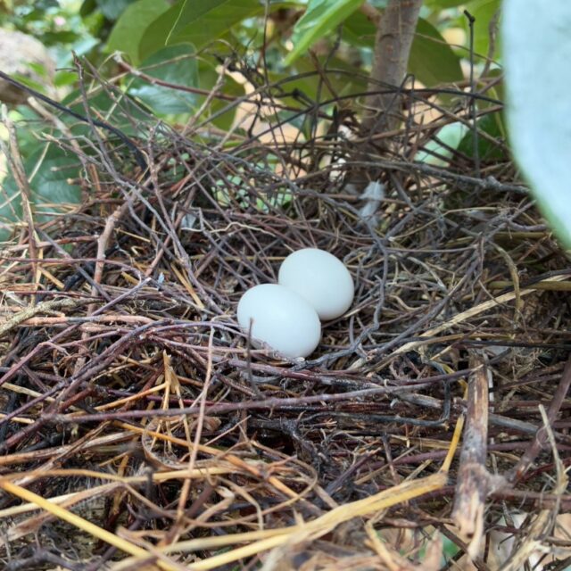 🍊【番外編:柿の木のサプライズ!】
見てください!😳
柿を収穫しようとしたときに、突然バサバサッと鳥が飛び立って…
アルバイトさんがその枝のあたりをそっと覗いてみると、なんと!小さな卵が2つ🪺✨
びっくりと同時に、なんだか嬉しい気持ちになりました☺️
柿の木の中で、こうして小さな命も育っているんですね。
それにしても…この卵、いったい何の鳥でしょう?🐦
知ってる方、ぜひコメントで教えてください♪
#カキエモン農園 #柿の木の中で #農園のひとコマ #自然の恵み #鳥の巣発見 #小さな命 #和歌山の農家 #果樹園の風景 #柿好き #農家の日常 #秋の訪れ